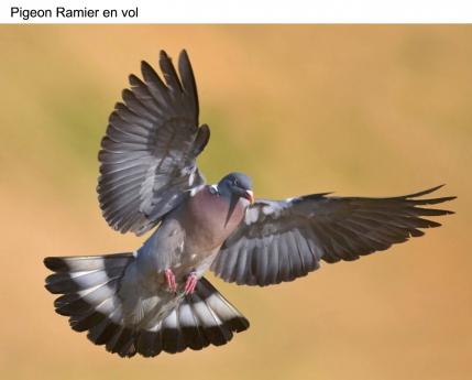 Pigeon Ramier en vol